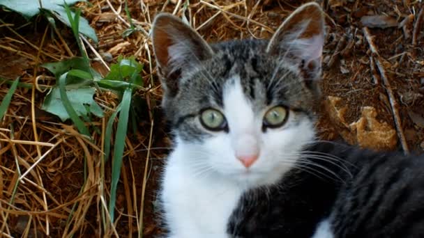 Kitten liggen in een landelijke omgeving — Stockvideo