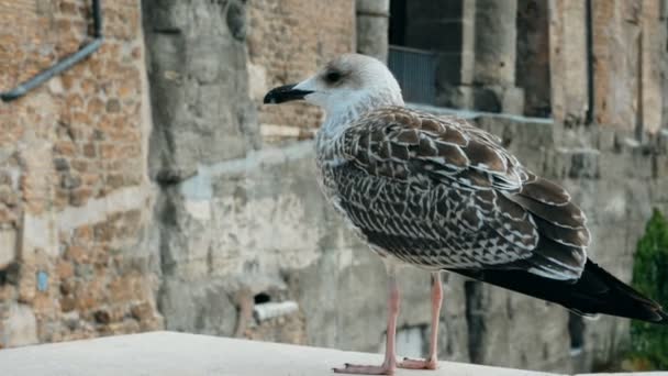 Seagull cub on marble pillar near the imperial holes Rome — Stock Video