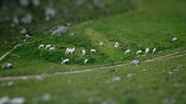 Dolomites'in koyun ile çimenlerin üzerinde Shift tilt