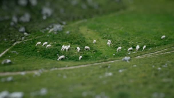 Cambio de inclinación en la hierba con ovejas en las dolomitas — Vídeo de stock