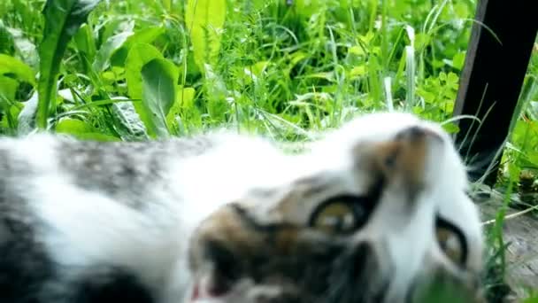 Gatinho joga na frente da câmera — Vídeo de Stock