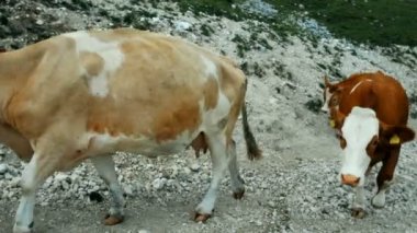 dağlarda, South Tyrol Dağı mera üzerinde ineklerin otlatmak