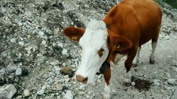 Krávy se pasou na horských pastvinách v horách, Jižní Tyrolsko — Stock video