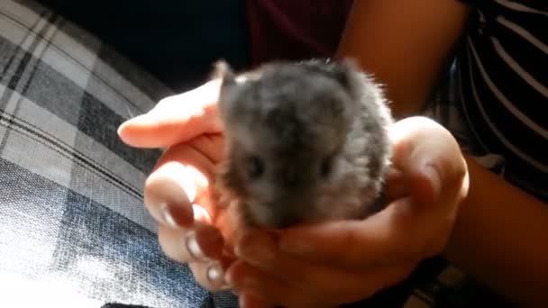 Teenage girl holds a chinchilla puppy in her hand — Stock Video