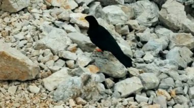 South Tyrol yüksek dağlarda yiyecek arayan meraklı alp dağ kargası