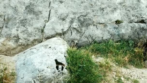 Marmotte debout au soleil sur les montagnes alpines du Tyrol du Sud — Video