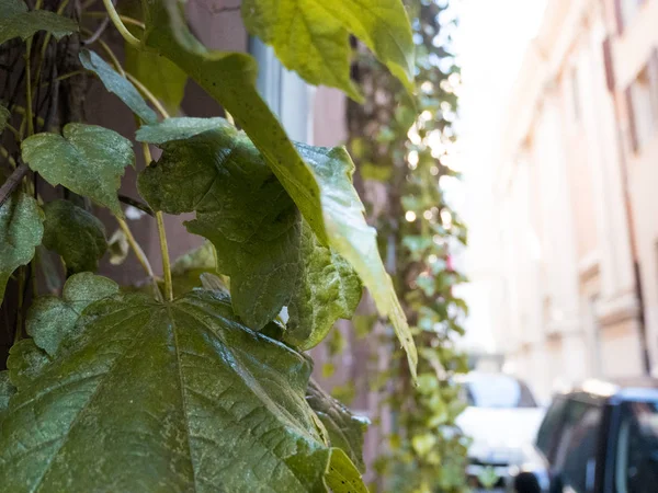 vine leaves that descend from the Roman palaces in the center of the eternal city