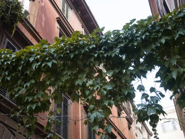 Ebedi Şehir'in merkezinde Roma saraylar üzerinden alçalma asma yaprağı