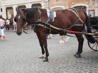 ve Roma turistlere taşıma tipik atımı