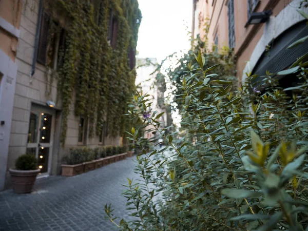 vine leaves that descend from the Roman palaces in the center of the eternal city