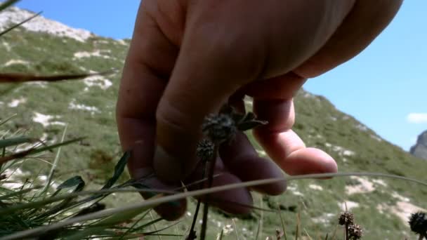 在阿尔塔巴迪亚山脉收集雪格韦斯的登山者的手的细节 — 图库视频影像