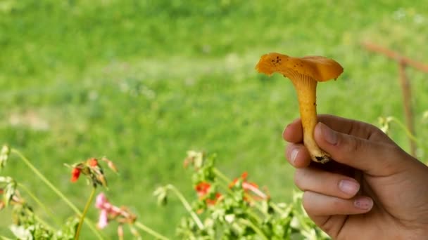 Девчачья рука держит аппетитную золотую лисичку, типичный гриб Альп — стоковое видео