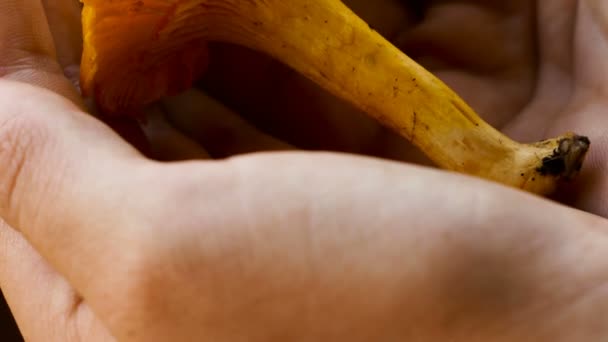 Une main de fille tient une appétissante chanterelle dorée, un champignon typique des Alpes — Video