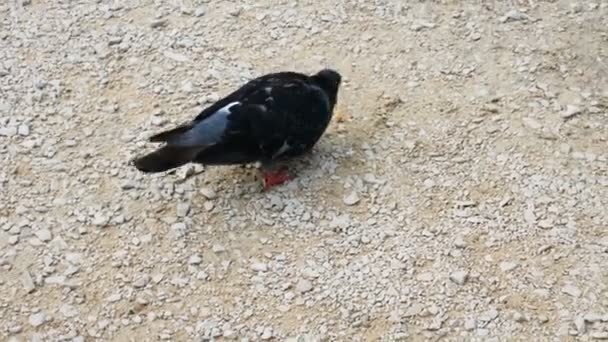 Pombo procura comida em uma praça em Verona, um destino para turistas apaixonados — Vídeo de Stock