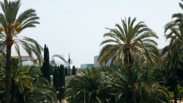 Palmiers près de la Cité des Arts et des Sciences à Valence, Espagne — Video