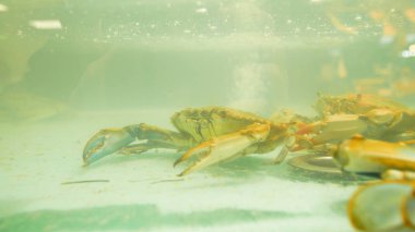 yengeçler Cenova Çarşısı, bir bardak su tankında