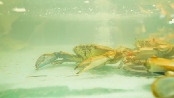 Krabben in een glazen tank op de markt van de specerij Genua — Stockvideo
