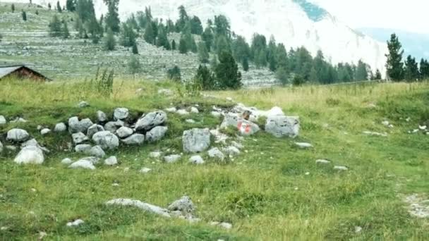 Marmot stående i solen på Alpin bergen i södra Tyrol — Stockvideo