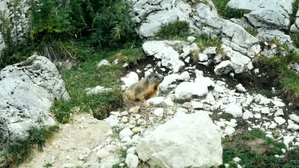 Marmotte debout au soleil sur les montagnes alpines du Tyrol du Sud — Video