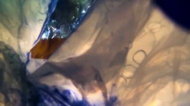 Sualtı görünümü, şişe ve suya, Deniz kirliliği, ekoloji sorunları göstermek için ideal görüntüleri atılan tek kullanımlık plastik torbalar