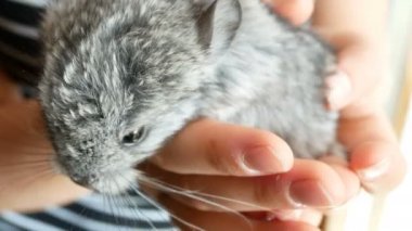 Genç kız chinchilla yavru köpek onun elinde tutar.