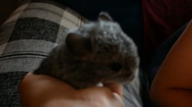 Genç kız chinchilla yavru köpek onun elinde tutar.