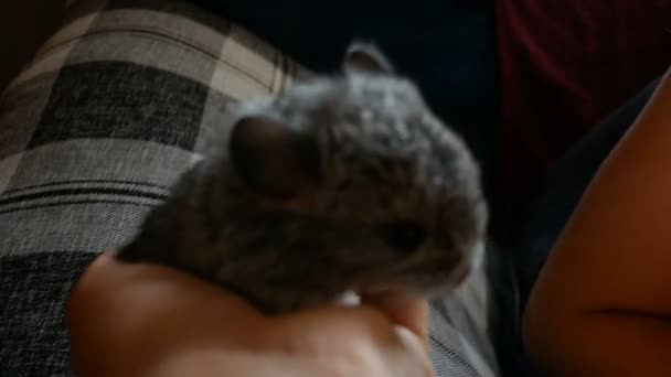 Genç kız chinchilla yavru köpek onun elinde tutar. — Stok video