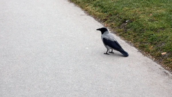 Vrána v parku, Vídeň — Stock fotografie