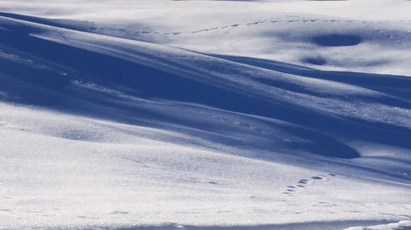 tracking shoot on the snow