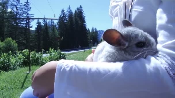 Grijze Chinchilla op een bankje en tiener meisje — Stockvideo