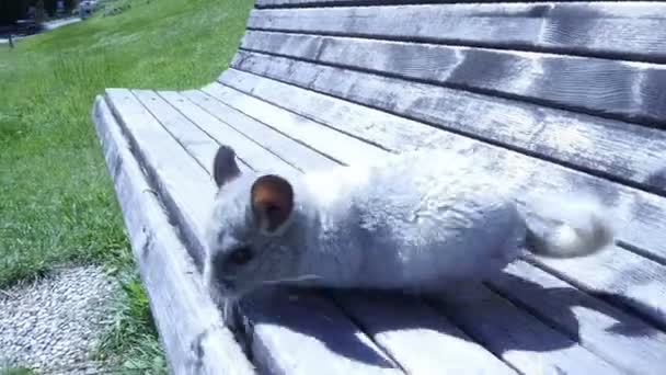 Gray chinchilla på en bänk och tonårs flicka — Stockvideo