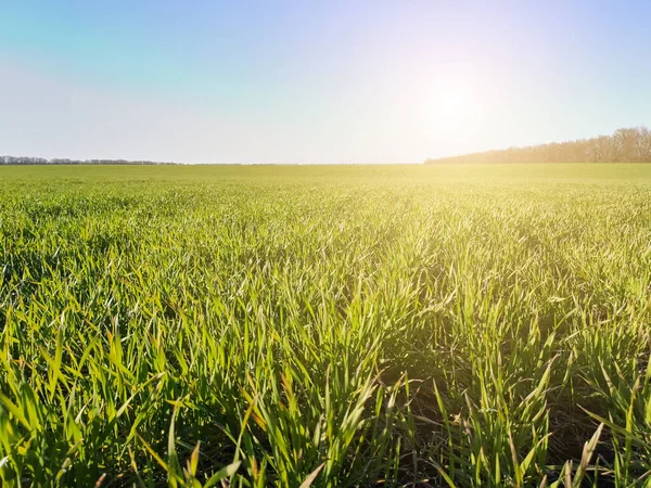 Field Young Green Wheat Germ Ripening Sun — Stock Photo, Image