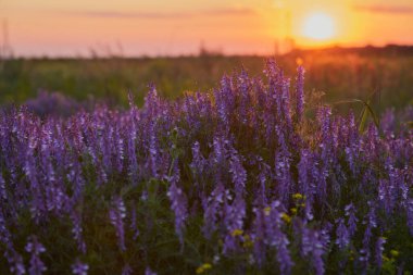 Sıcak bir günbatımının arka planında mor lavanta çalıları
