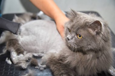 Evcil hayvan güzellik salonunda kedi tımarlamak. Makine bir kedinin kalın paltosunu keser..