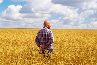 Genç çiftçi buğday tarlasında olgunlaşmış buğday tarlasına bakıyor.