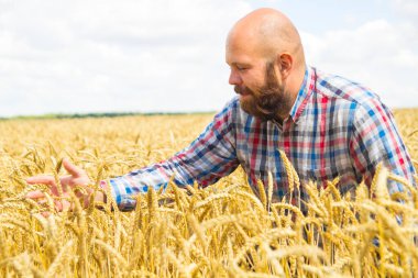 Sakallı mutlu çiftçi mavi gökyüzü ve büyük hasat olan bir buğday tarlasını inceliyor.