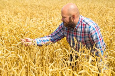 Çiftçi buğday ekinlerini kontrol eder ve inceler.