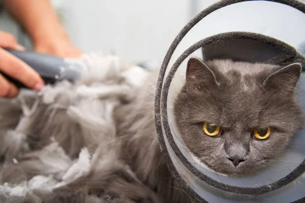 Grooming cats in a pet beauty salon. The machine cuts the thick coat of a cat.