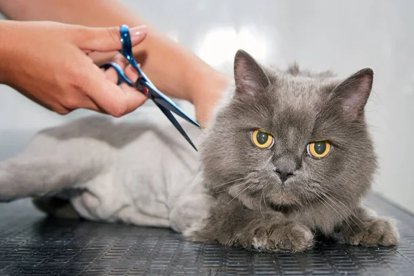 Shearing a cat with scissors in a pet grooming salon.