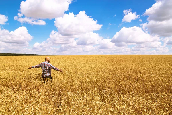 Gelukkige Boer Met Opgeheven Handen Verheugt Zich Bij Goede Oogst — Stockfoto