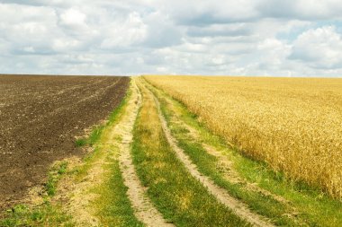 Buğday tarlalarında ve hasatta çiftçi kırsal toprak yolu. Boş bir toprak. Yaz güneşli bir gün, bulutlar