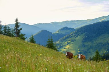İnekler yeşil dağ tarlalarında ve çayırlarda otlar..
