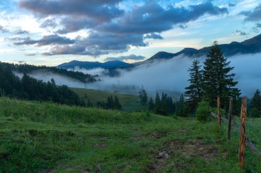 Çamlarla kaplı dağ vadisi ve yağmurdan sonra sabah sisi