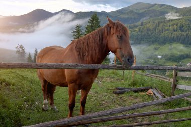 Kahverengi at çayırda, dağların tepesinde şafakta