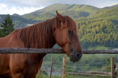 Bir atın portresi, arka planda yeşil sisli dağların üzerinde, gün doğumunda.