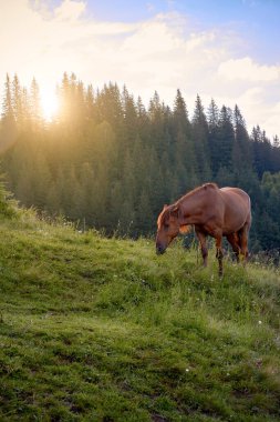 Kahverengi at çayırda, dağların tepesinde şafakta
