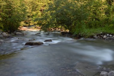 Dağ nehri yazın Karpat ormanlarında uzun süre açıkta kalır. Güzel bir manzara.