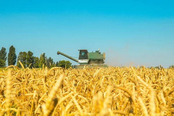 Bir Çiftlikte Hasatçı Hasadı Olgunlaşmış Buğdayı Birleştirin — Stok fotoğraf