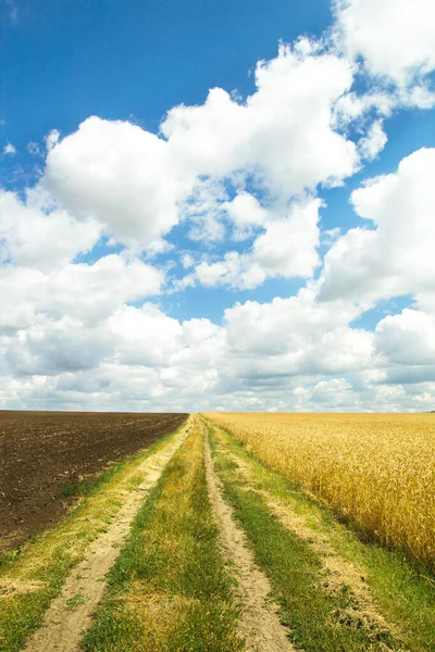 Agricoltore Strada Sterrata Rurale Nei Campi Grano Raccolto Terreno Vuoto — Foto Stock