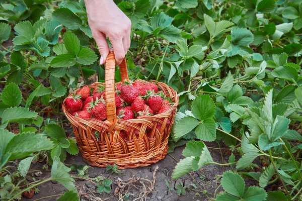 Uma Cesta Morangos Maduros Nas Mãos Fazendeiro Jardim — Fotografia de Stock